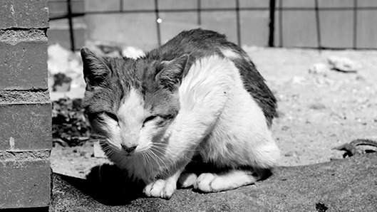 Gato callejero (Foto: Europa Press)