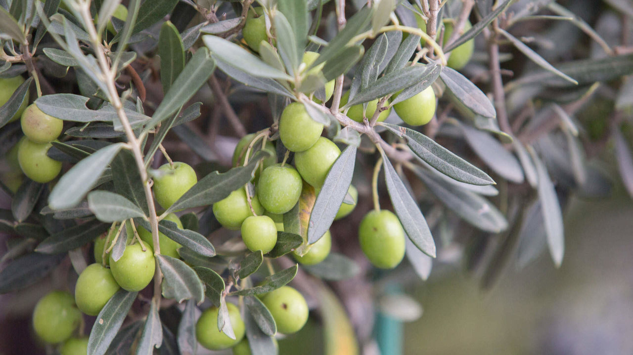 olivar olivo aceituna