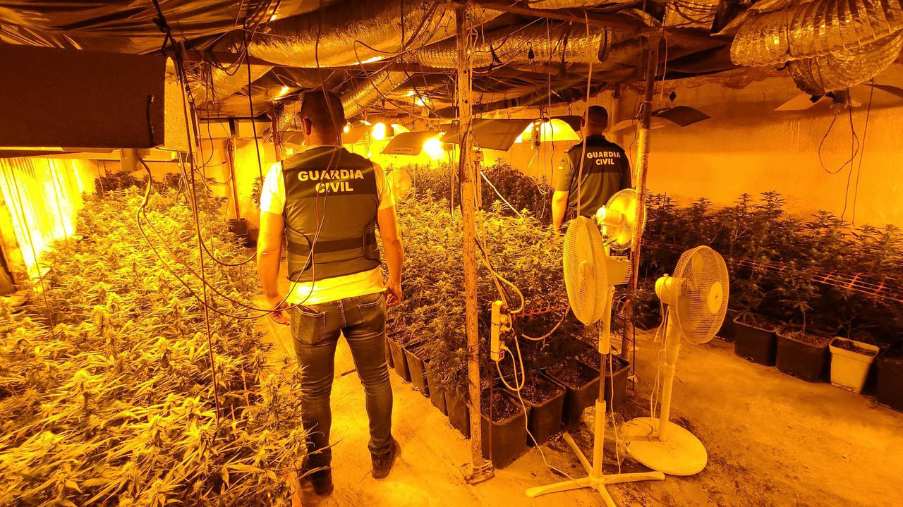 Plantación de marihuana desmantelada en Lucena