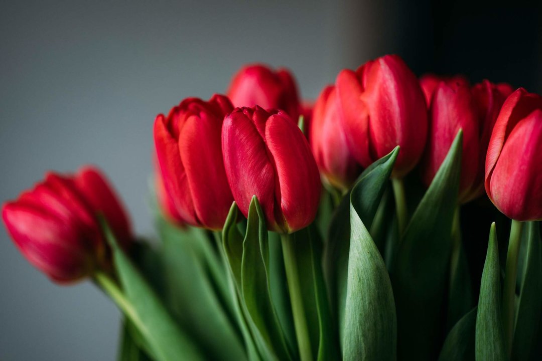 Tulipanes. Foto: Pexels. Valeria Boltneva
