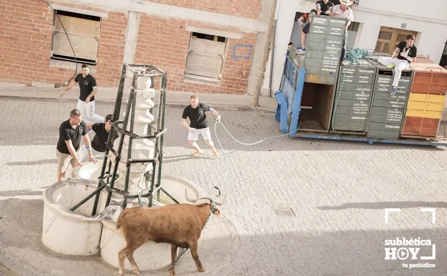 Toro de cuerda Carcabuey 05