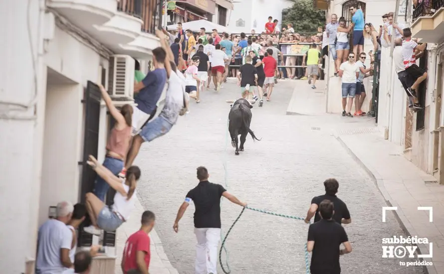 Toro de cuerda Carcabuey 10