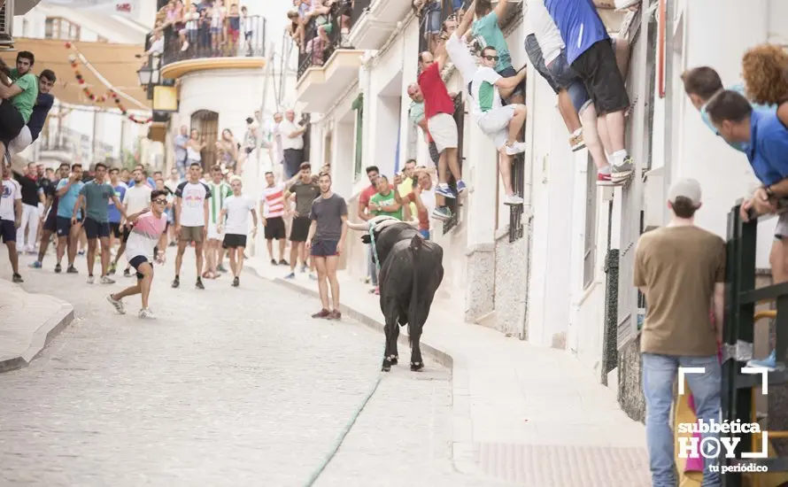 Toro de cuerda Carcabuey 13