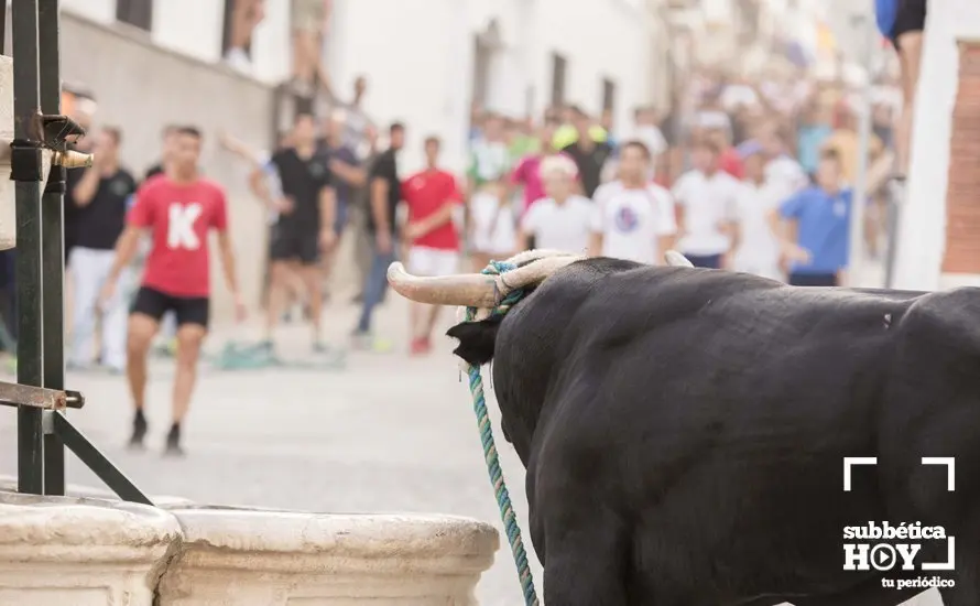 Toro de cuerda Carcabuey 19