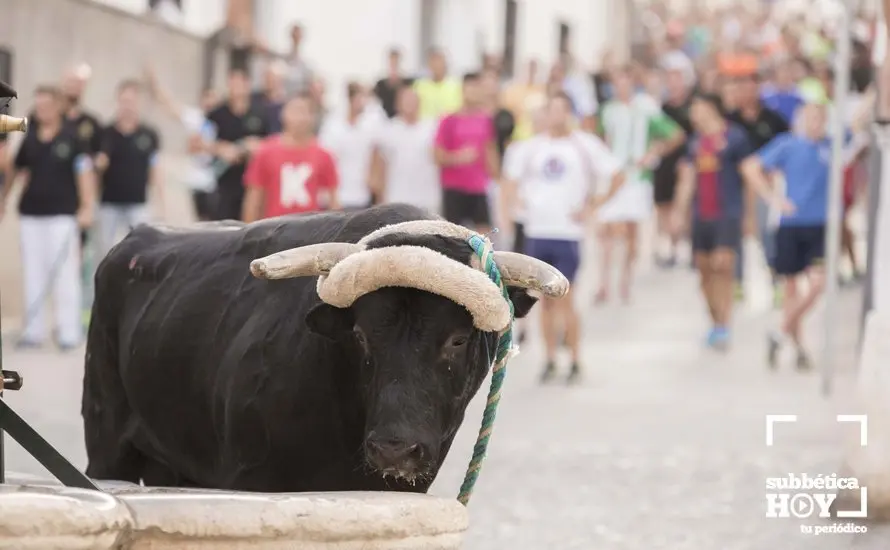 Toro de cuerda Carcabuey 20