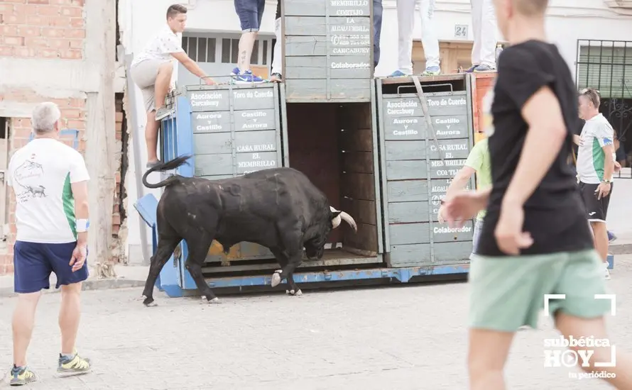 Toro de cuerda Carcabuey 23