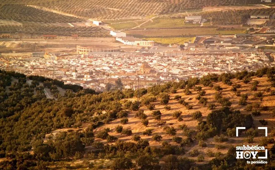 olivar lucena andaluciaorg