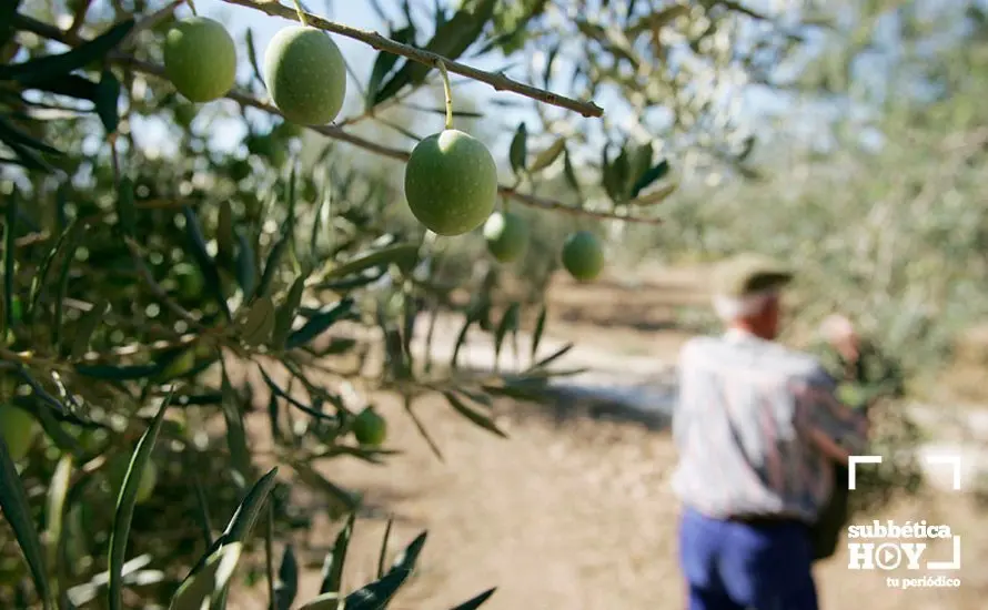 aceituneros