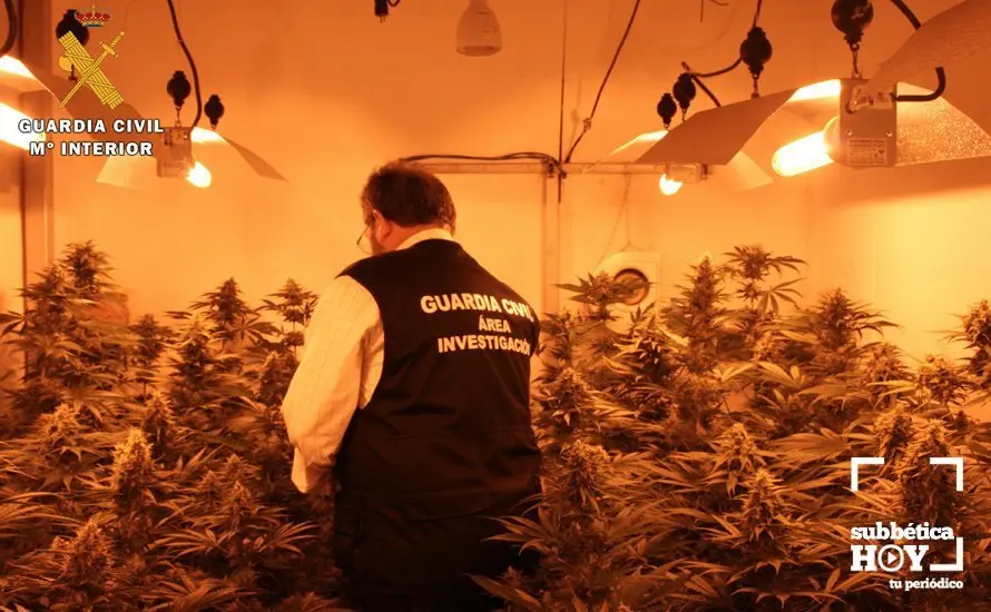 PLANTACION MARIHUANA