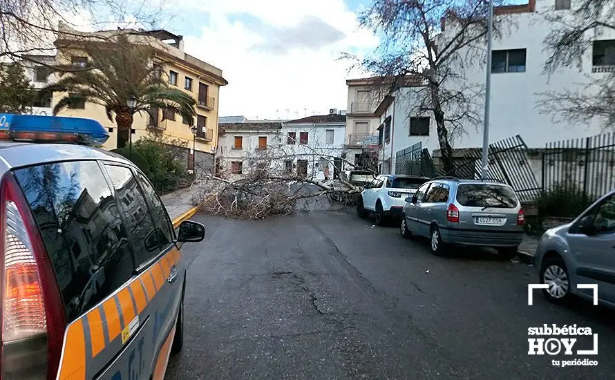 arbol caído priego