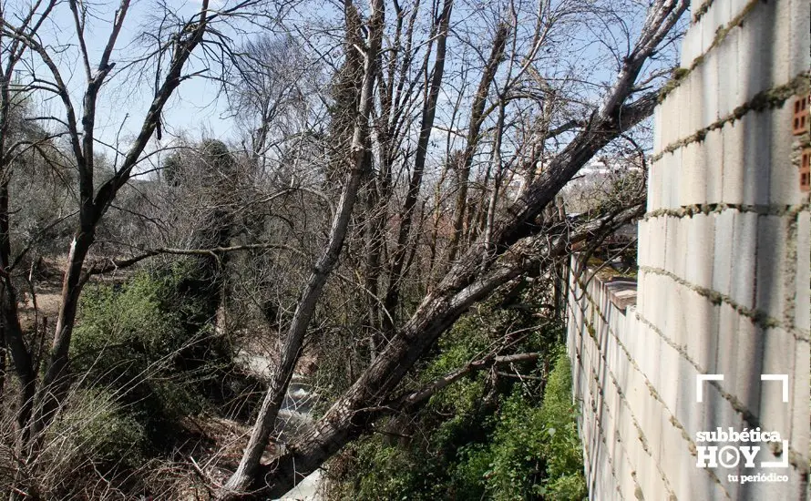 caida arbol cabra