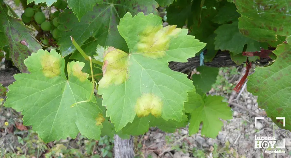 Manchas de mildiu en un viñedo