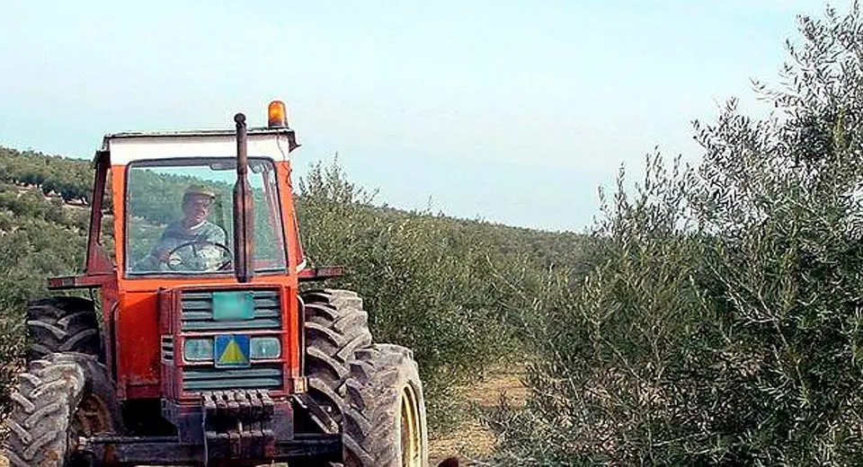 TRACTOR EN OLIVAR