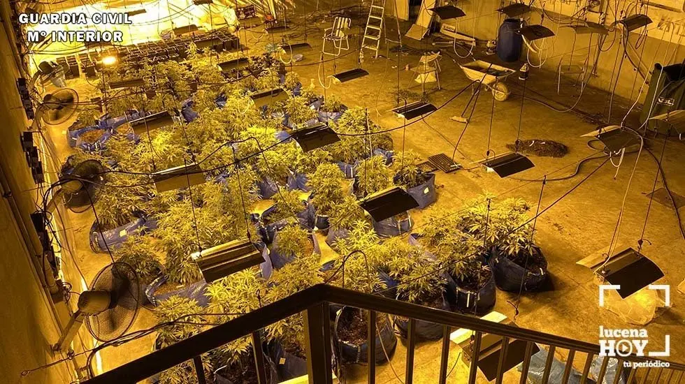 marihuana encinas reales