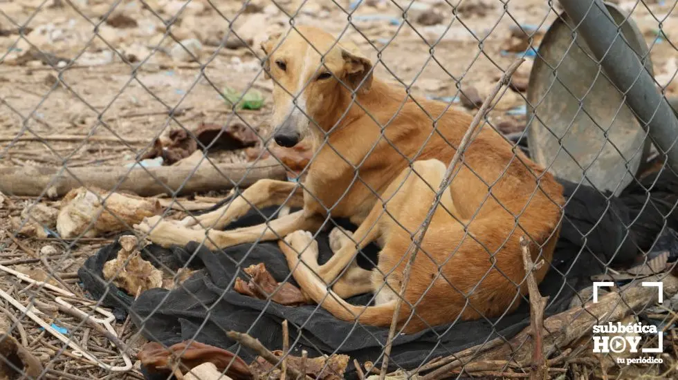 galgos