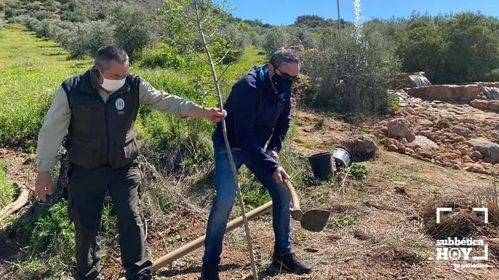 reforestacion carcabuey