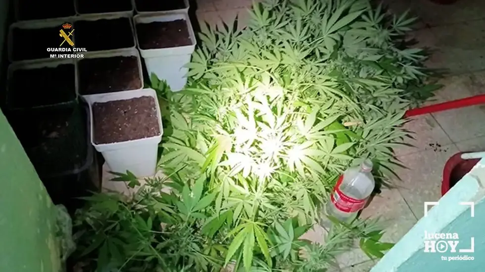 marihuana do&ntilde;a mencia