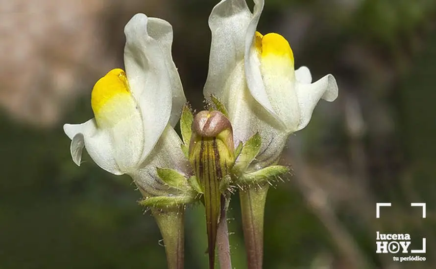 <p> Linaria Subbeticae </p>