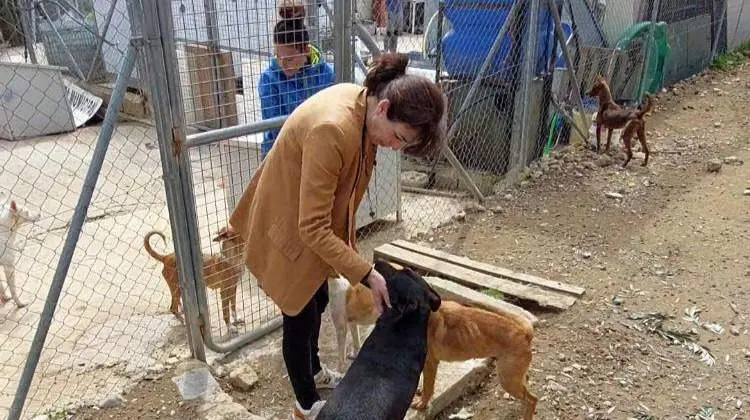 Refugio perros abandonados Priego