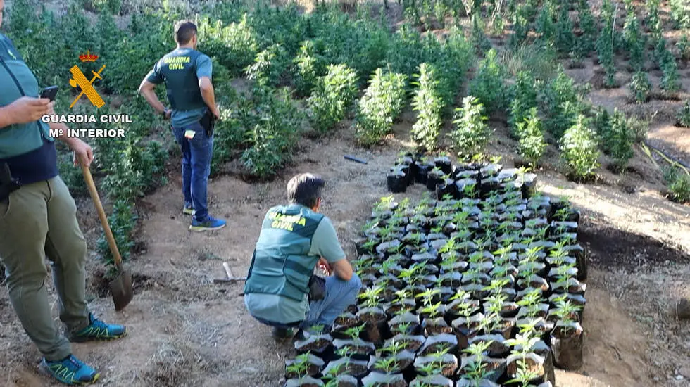 <p> marihuana operaci&oacute;n sierra verde </p>