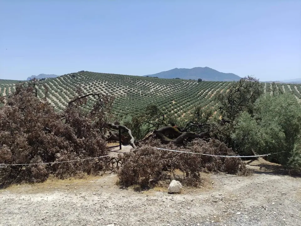 La "encina milenaria" tras caer la mitad del árbol que quedaba en pie. Foto: Juan Granados