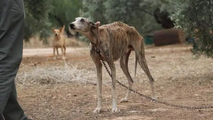 <p> Uno de los animales rescatados en la finca de Cabra </p>