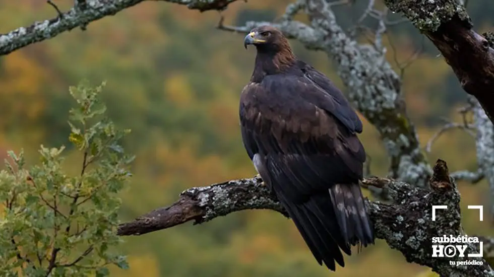 Águila