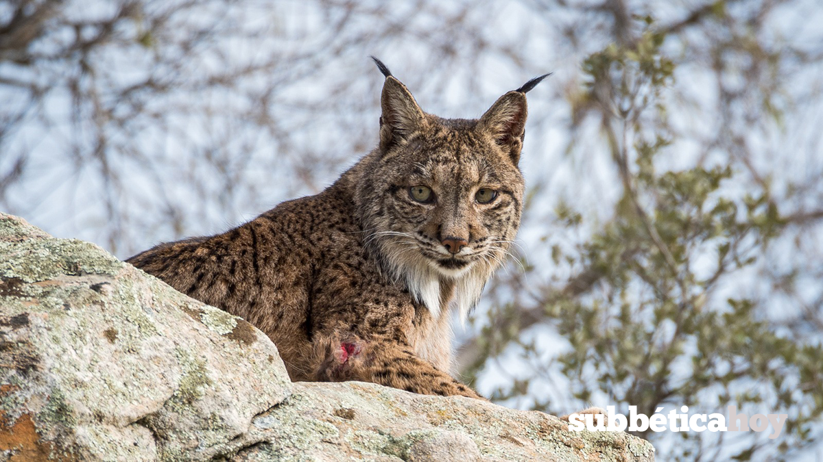 lince ibérico