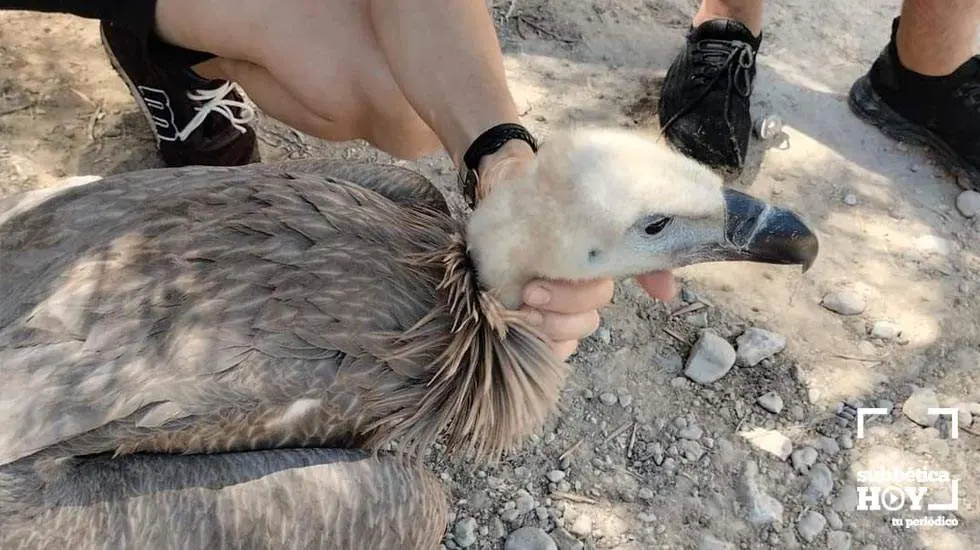 El buitre rescatado en el paraje del río de La Hoz