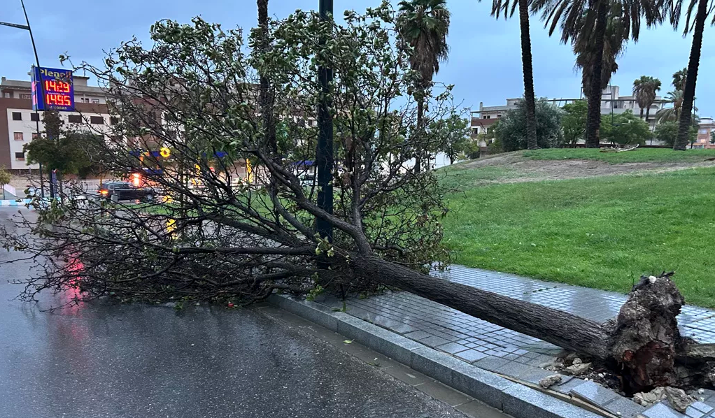 Caída de un árbol Lucena