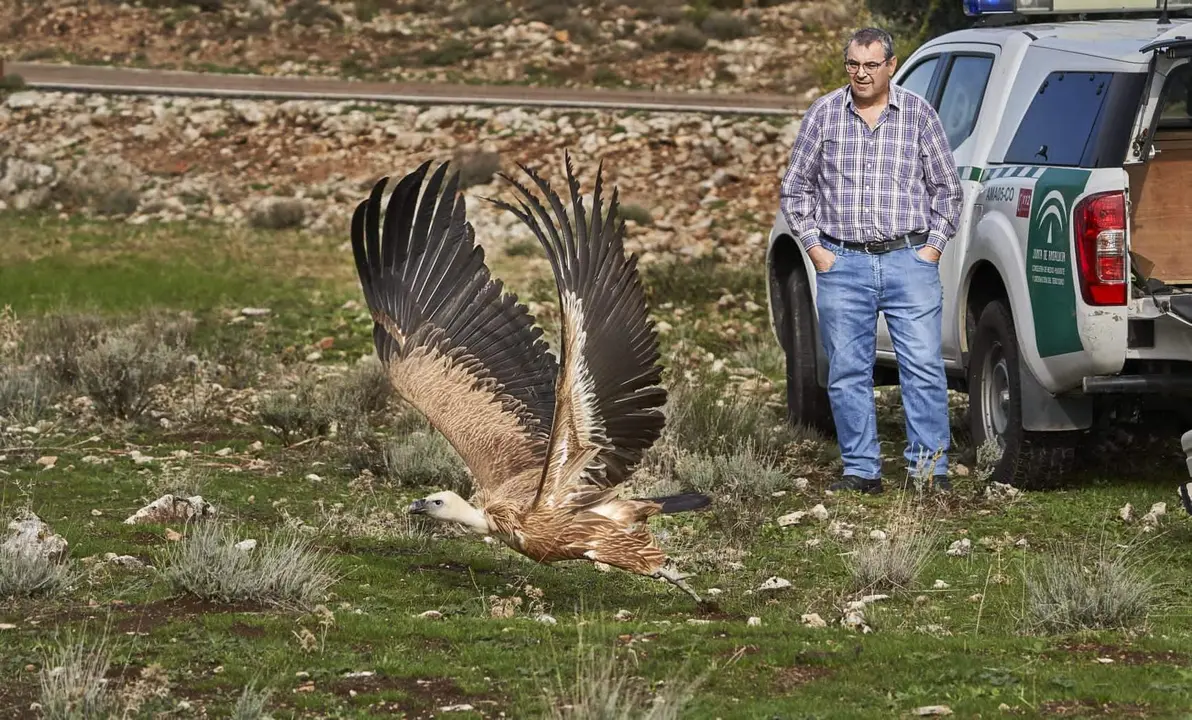 buitre liberado en el Parque Natural de las Sierras Subbéticas