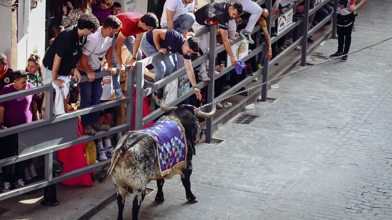 Toro de Cuerda de Carcabuey 2025.-01