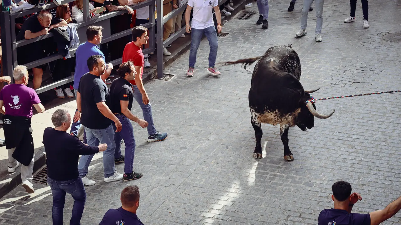 Toro de Cuerda de Carcabuey 2025.-20