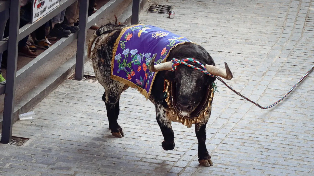 Toro de Cuerda de Carcabuey 2025.-26