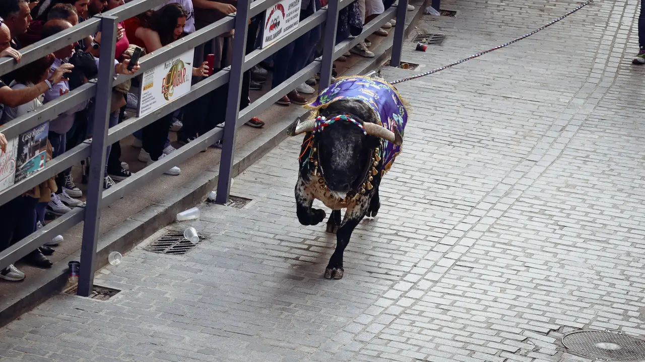 Toro de Cuerda de Carcabuey 2025.-32