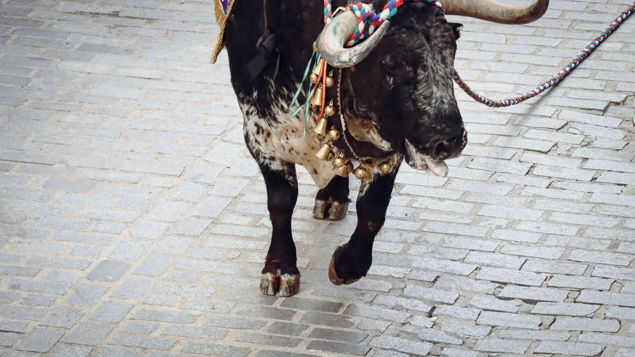 Toro de Cuerda de Carcabuey 2025.-43