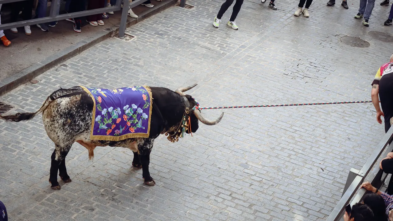 Toro de Cuerda de Carcabuey 2025.-49