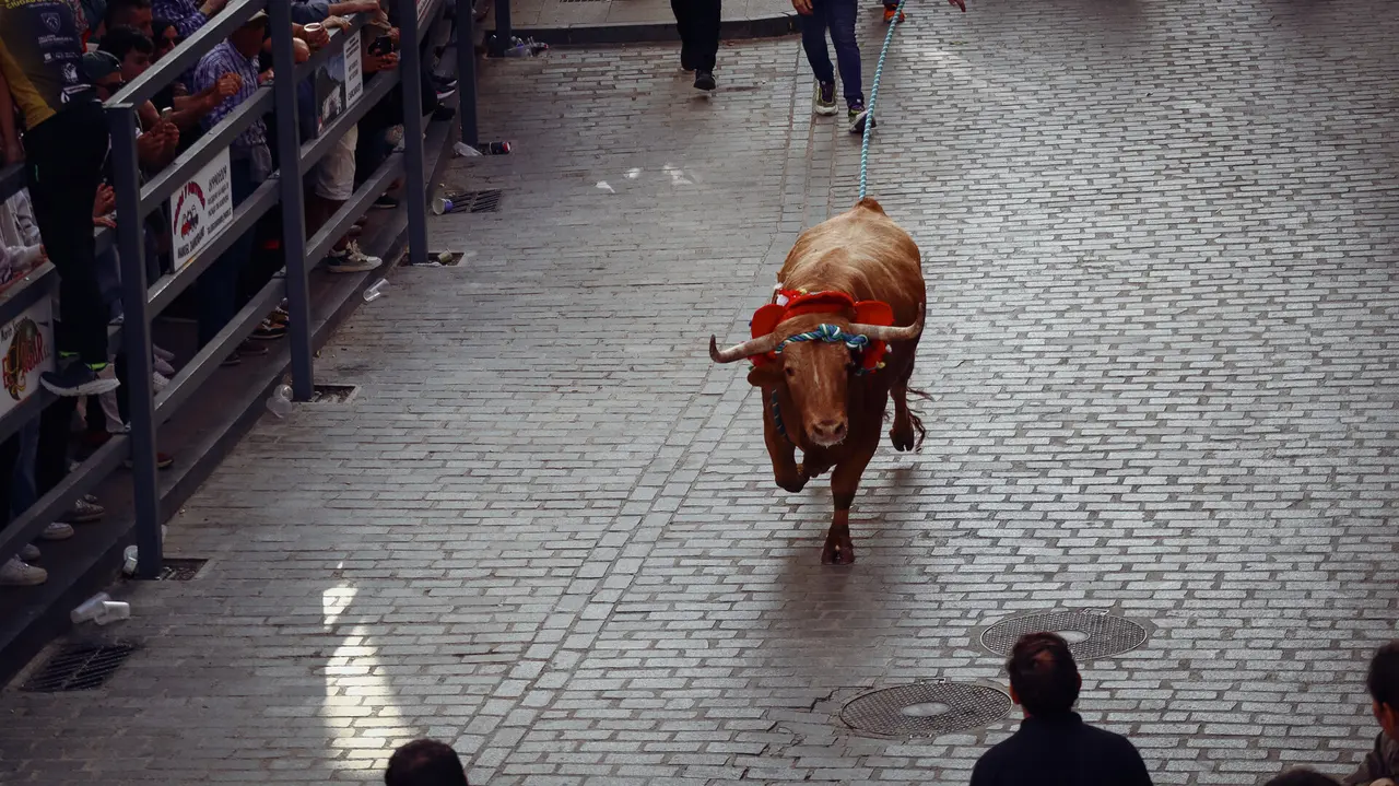 Toro de Cuerda de Carcabuey 2025.-65
