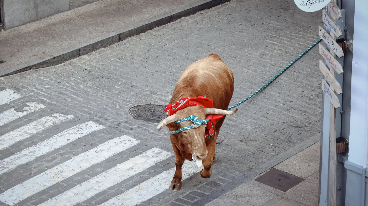 Toro de Cuerda de Carcabuey 2025.-68
