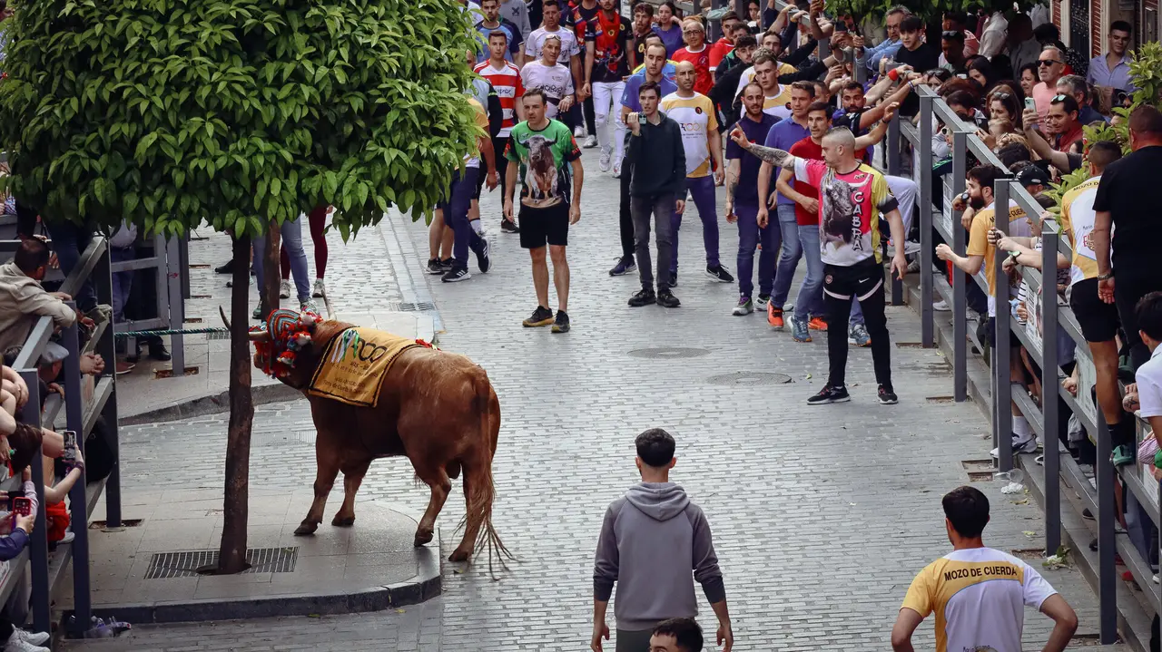 Toro de Cuerda de Carcabuey 2025.-72