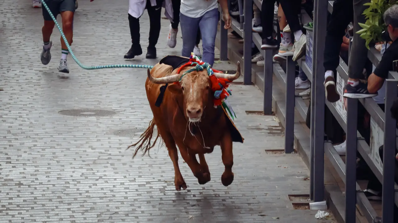 Toro de Cuerda de Carcabuey 2025.-74