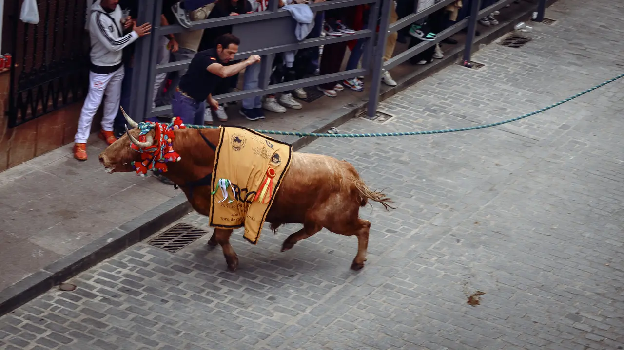 Toro de Cuerda de Carcabuey 2025.-78