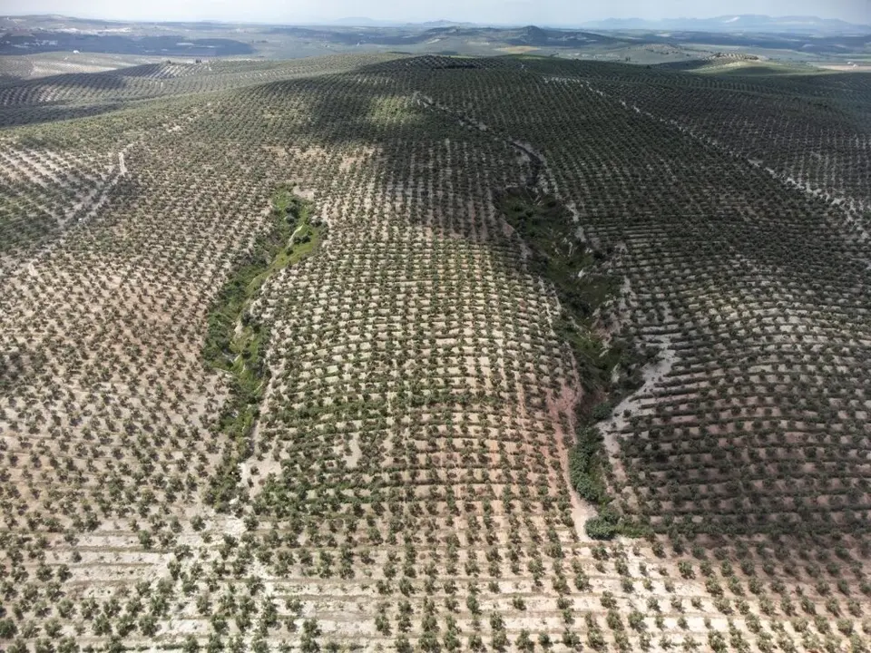 Carcavas en un olivar