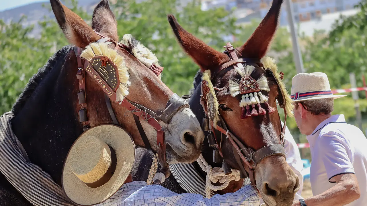 XVIII Feria del Ganado de Lucena-36