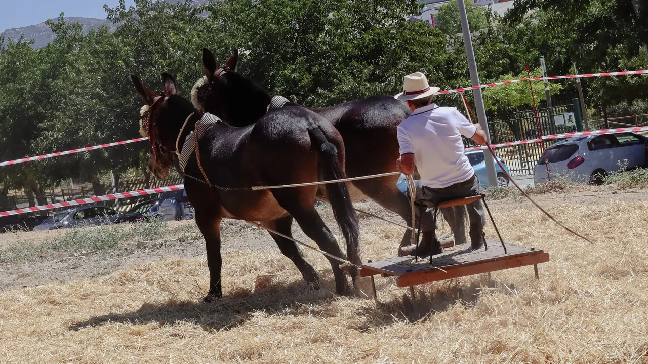 XVIII Feria del Ganado de Lucena-38