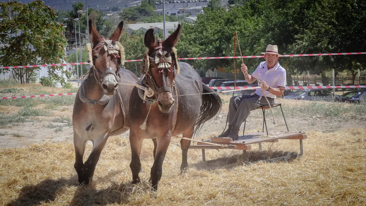 XVIII Feria del Ganado de Lucena-39