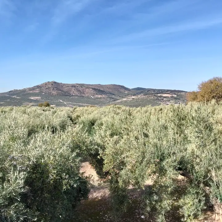 Ruta biodiversidad del olivar en Zuheros3