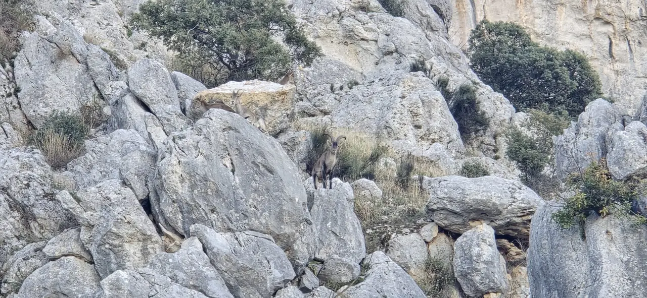 Ruta biodiversidad del olivar en Zuheros5