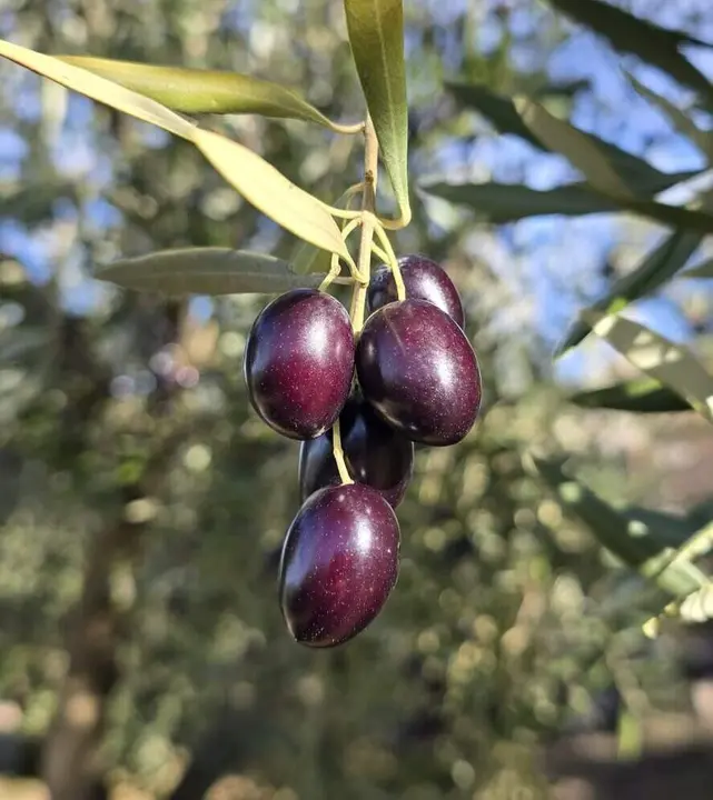 Ruta biodiversidad del olivar en Zuheros.