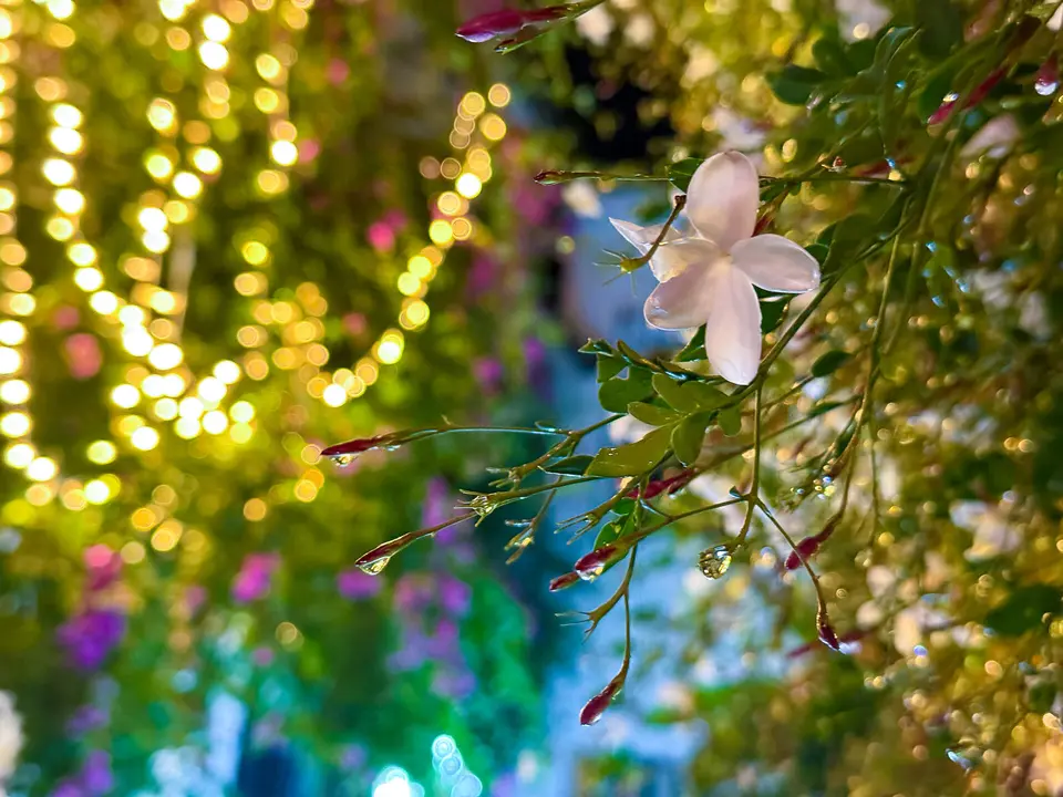 Navidad en el barrio de la Villa de Priego-33